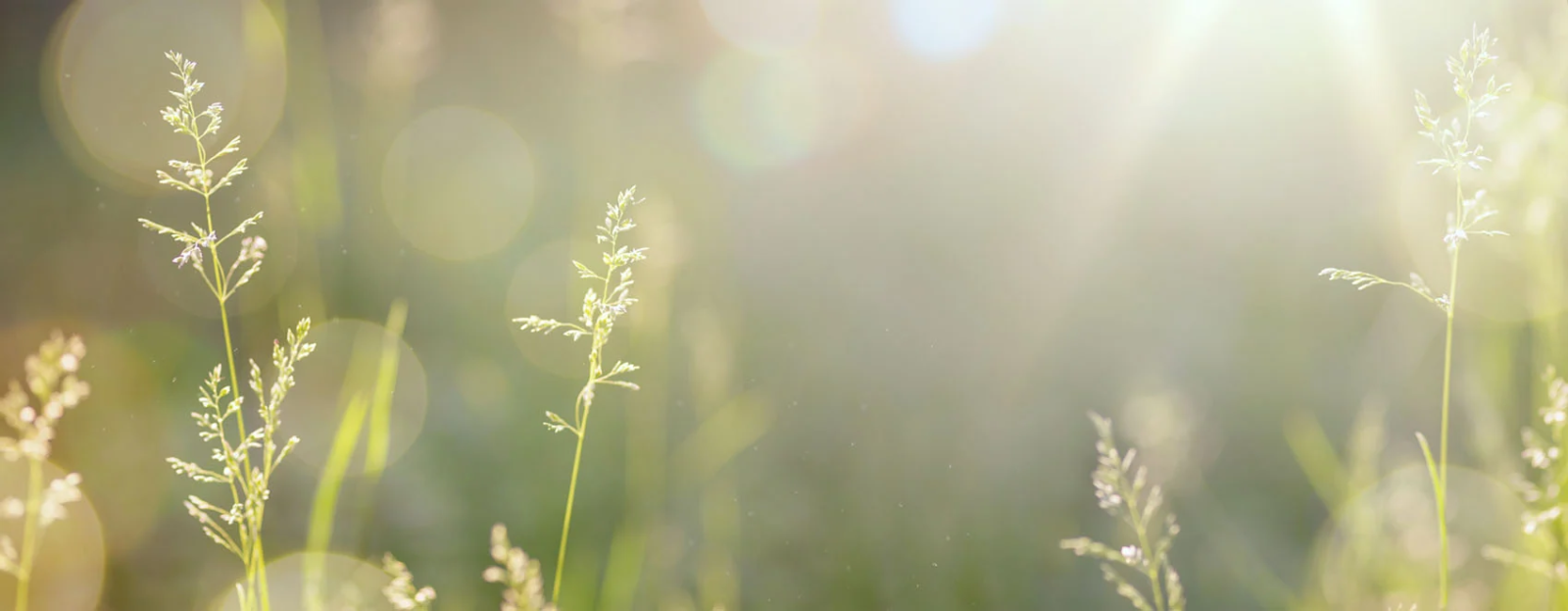Sonnenlicht fällt durch feine Gräser